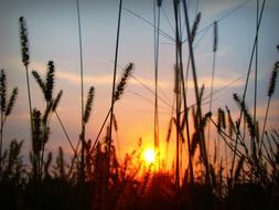 Sunset Sun Plants