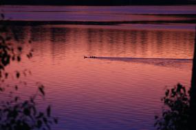 Ducks in Lake at Sunset