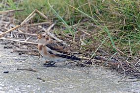 Snow Bunting north sea bird