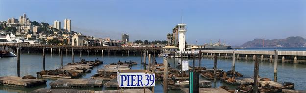 Sea Lions California Harbor panorama view