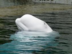 Beluga Whale Ocean Mammal Animal