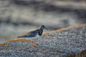 Bird Plover Ornithology