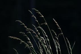 Grasses Seeds Nature