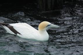 Australasian Gannett Ramsar Port bird