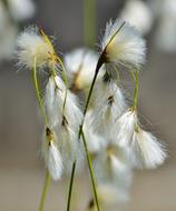 Bodensee-The-Beach Hair Grass flowers