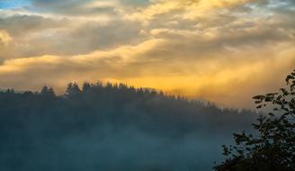 Fog Sunset Forest