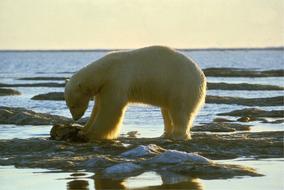 polar bear on the rocks in the water