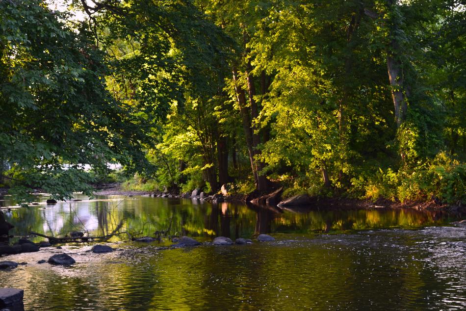 Sunny River Trees