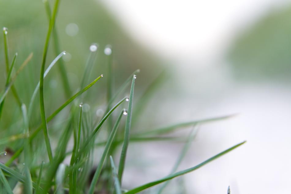 Grass Pearl Dew