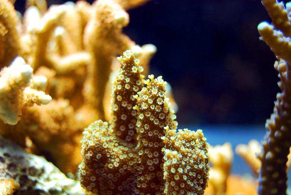 Sea Coral Reef