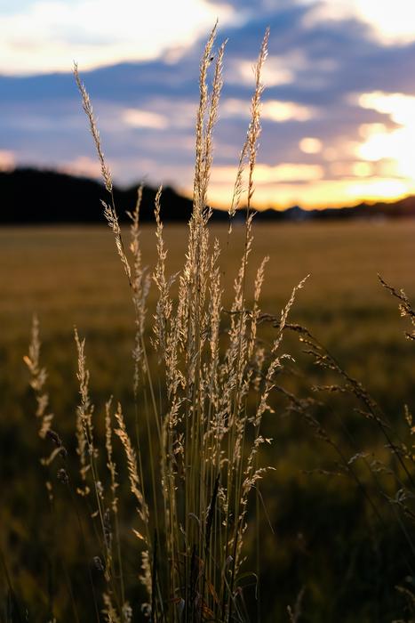 Nature Waters Grass