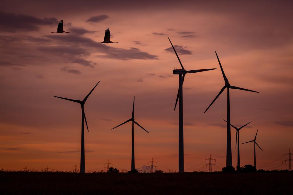 Wind Park and Birds at Sunset