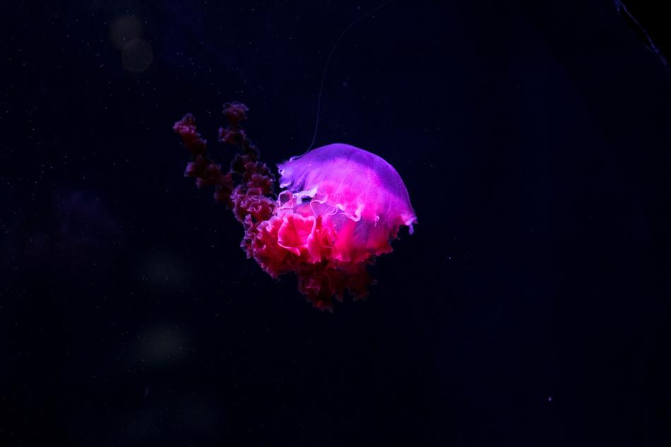 Jellyfish Underwater Deep