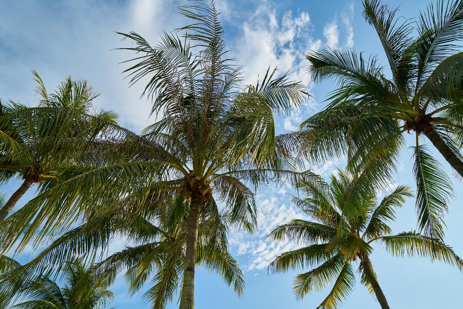 Tree Palm Season