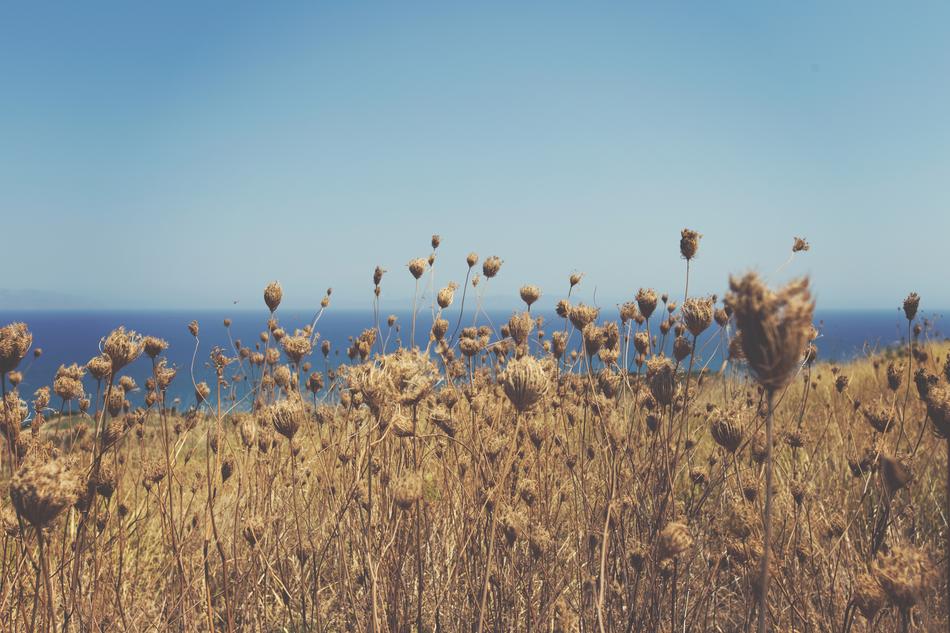 Grass Ocean Sea