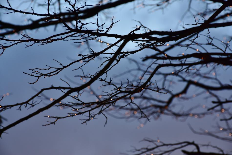 Tree Water Drop Of