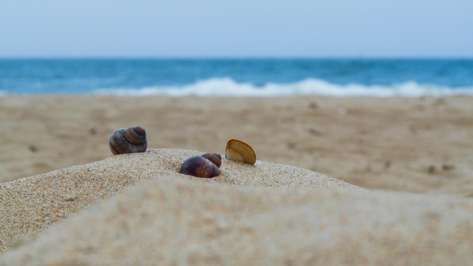 shells on the sand, close-up