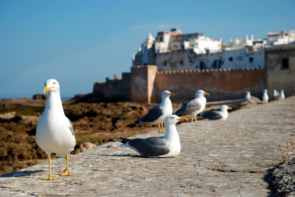 Essaouira Morocco Africa