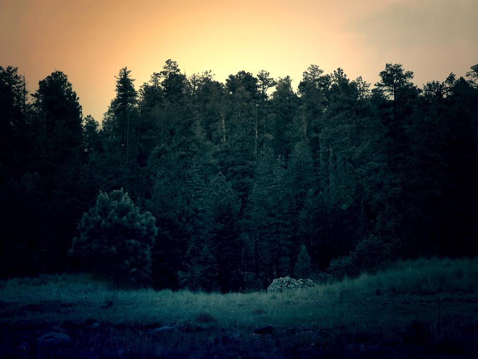 Trees Evening view