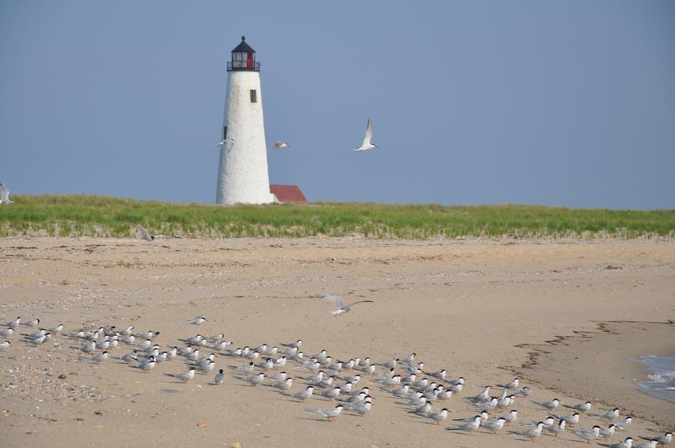Lighthouse Nantucket Wildlife