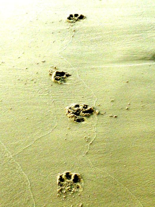 Animal Tracks Dog Track Paw Prints