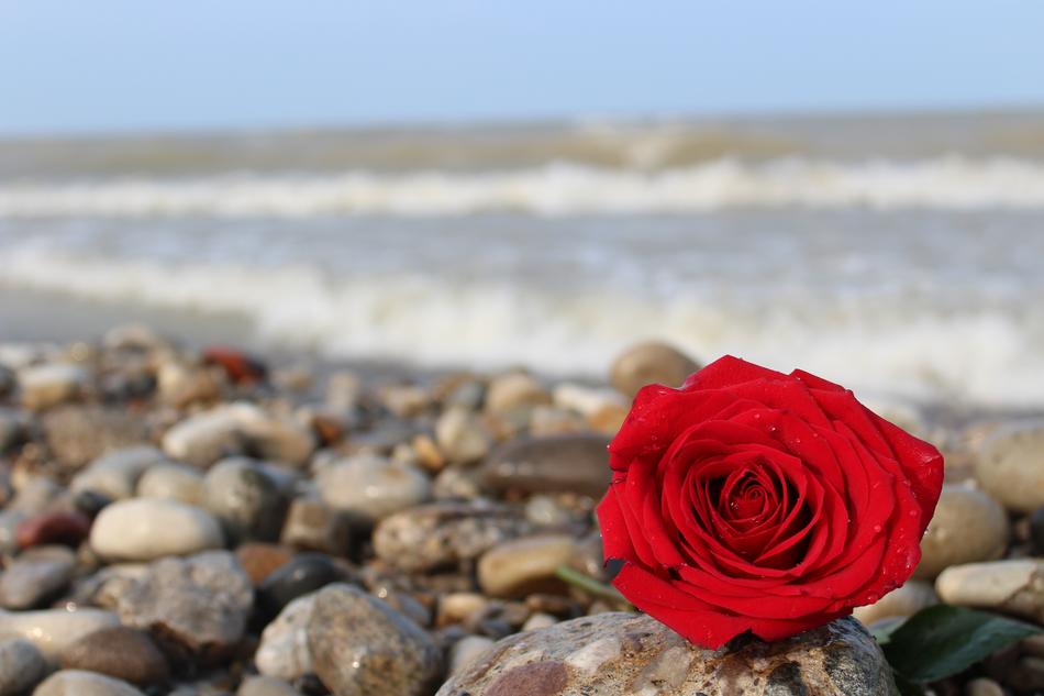 red rose lies on the seashore