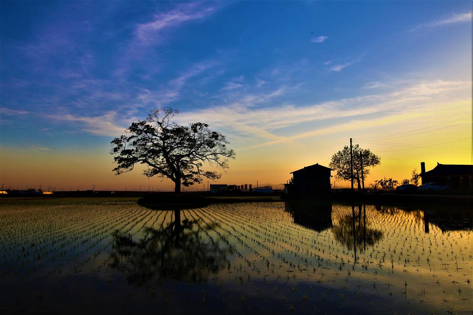 Rural Sunset Wood In The