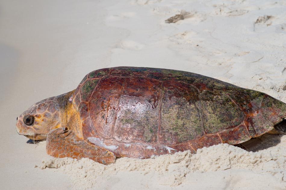 Sea Turtle Life Gulf Of Mexico
