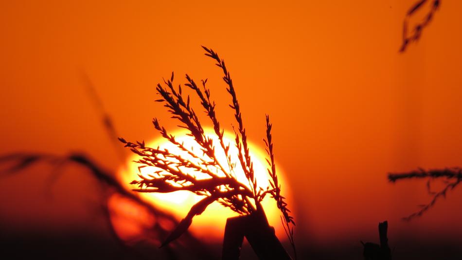silhouette of grass against the background of the sun