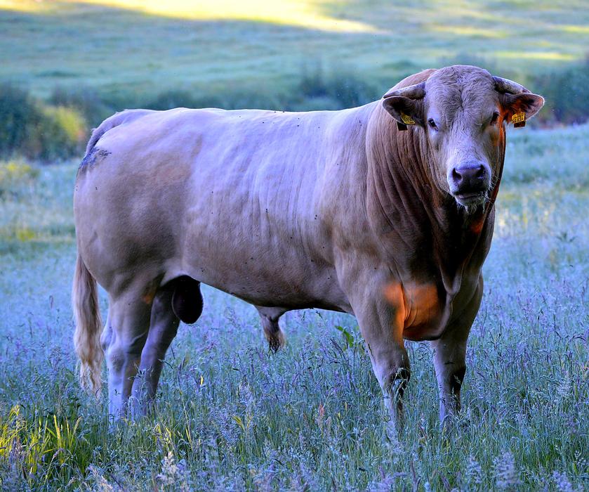 Dawn Bull Beef