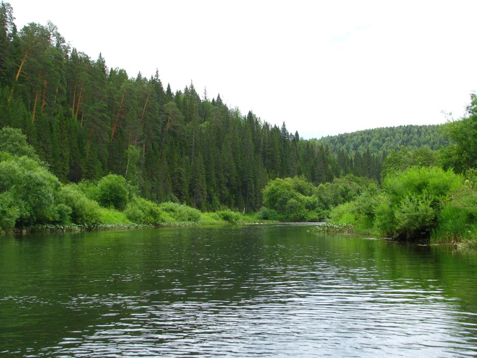 Forest Nature Summer