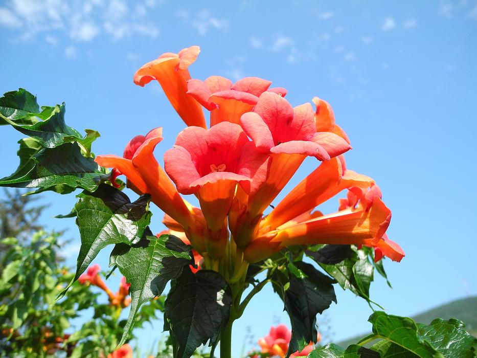 Trumpet FolyondÃ¡r Orange Flower