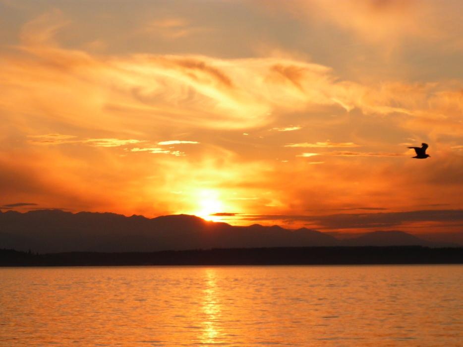 Bird flying at Orange Sunset