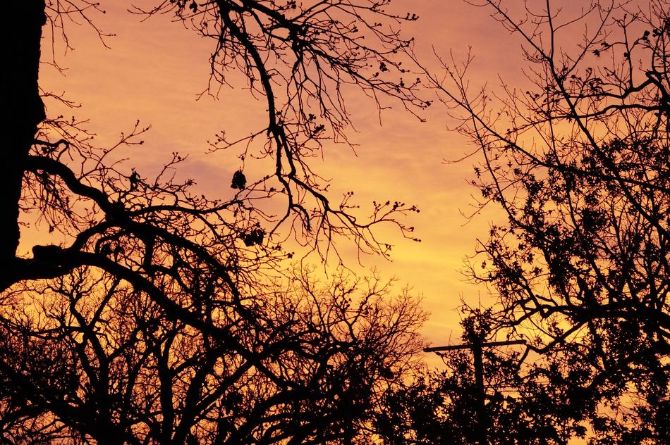 Sunset Trees Sky