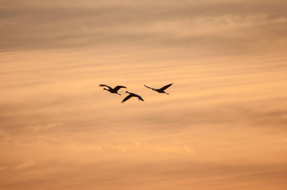 Silhouette Crane Flying Birds