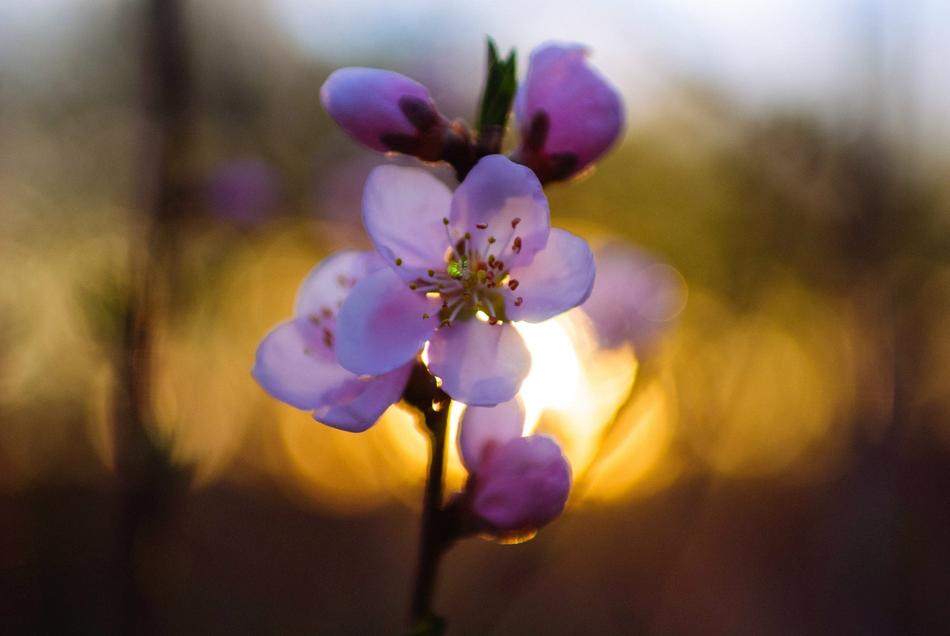 Flowers Nature Bloom Cherry