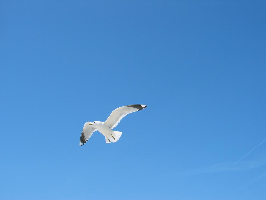 Flying seagull in the distance against the blue sky