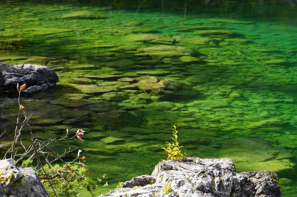 Lake Water Pond Green