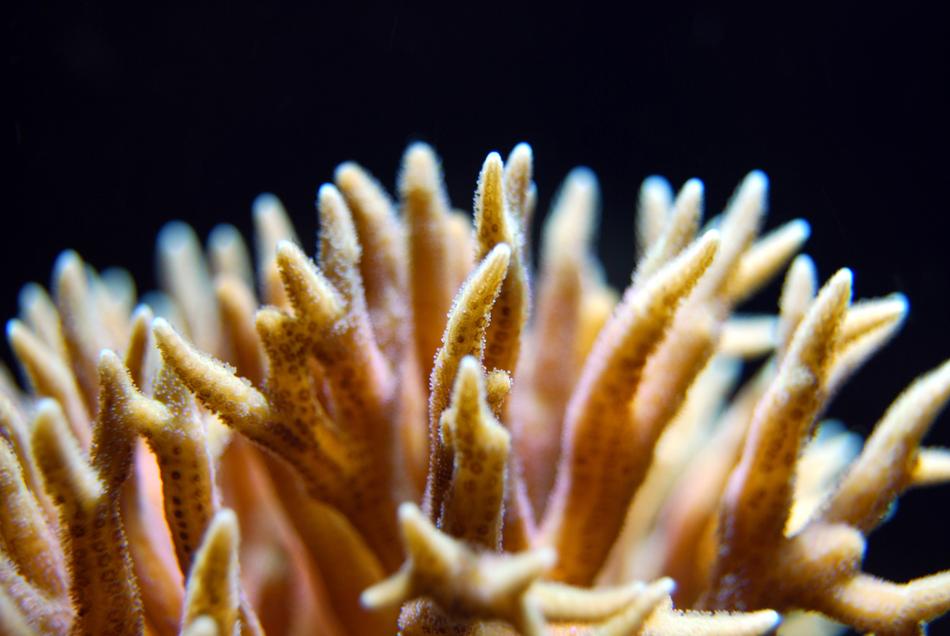 A close up view of the coral