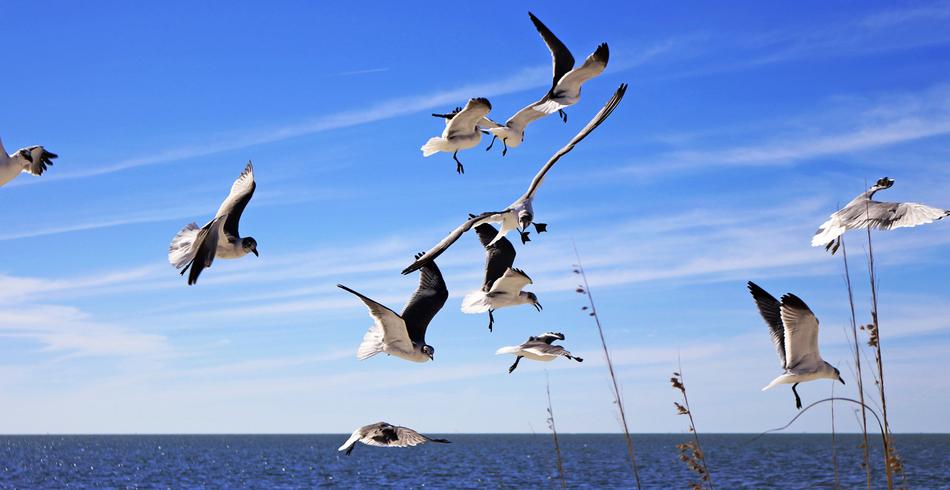 black and white seagulls fly over tampa beach in Florida