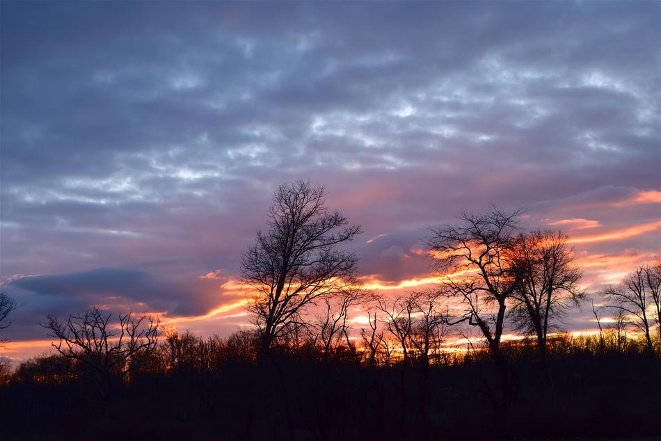picturesque view of the sunset among the trees