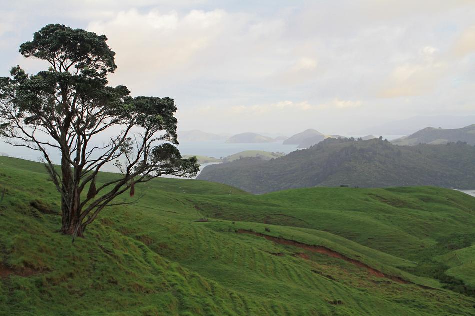 green grass on the islands in new zealand