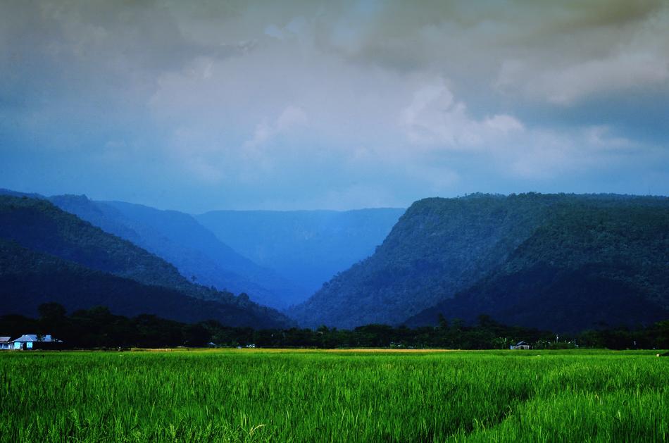 Landscape Sylhet Nature