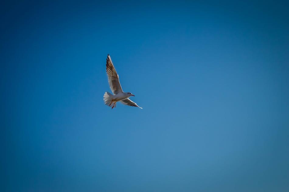 Autumn Azov Birds
