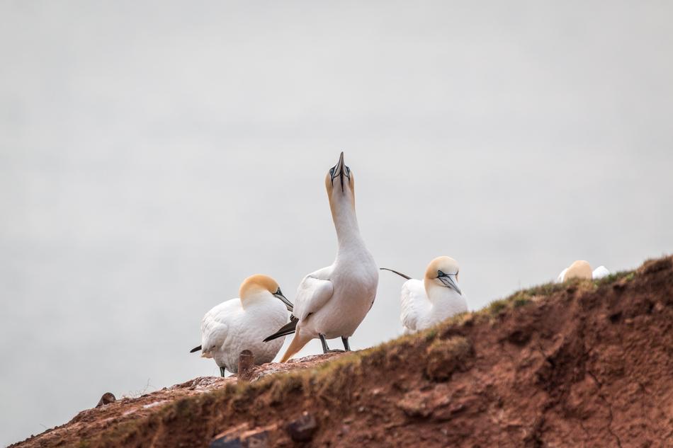 Northern Gannet Boobies Morus