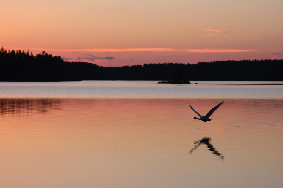 Swan at Nature in Sunset
