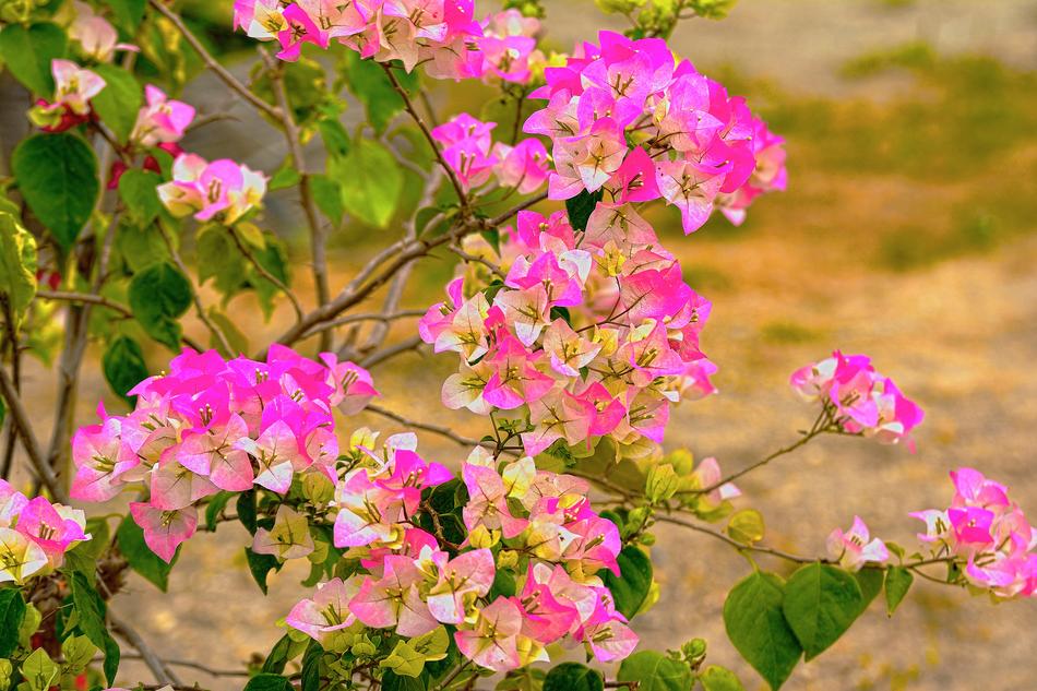 Fueng Fah Paper Flower Flowers