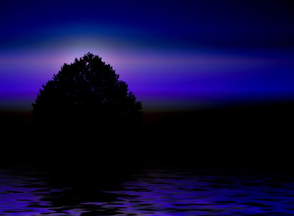 beautiful tree silhouette at sunset