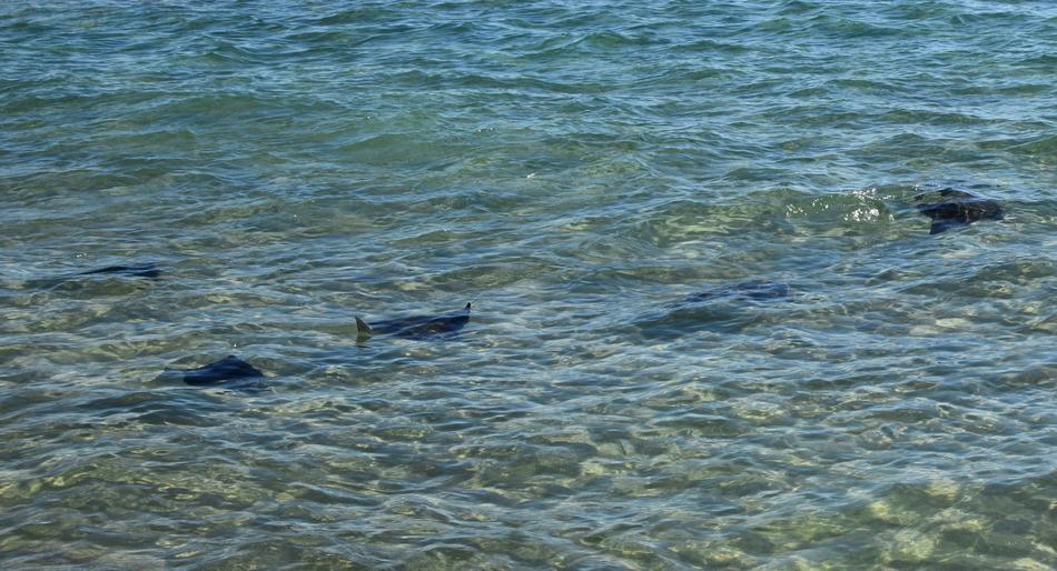 Stingrays In The Surf Stingray