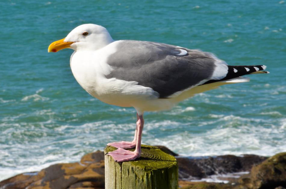 Sea Gull Bird on wood stamp